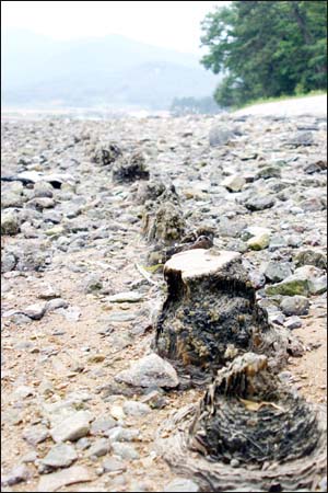 해변 원목열(목책열). 총연장 331m. 세 차례에 걸친 방사성 탄소연대측정 결과 청해진이 있었던 828~851년 사이에 세워진 것으로 밝혀짐. 높이 3~4m 직경 30cm 내외의 50~60년생 소나무를 해변에 박아 놓은 것으로 접안시설 내지 방벽으로 사용되었을 것으로 추정. 